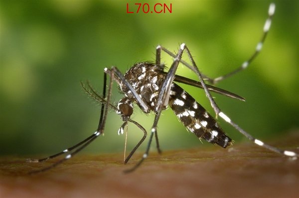今年蚊子可能迎来史诗级加强 三重因素叠加影响