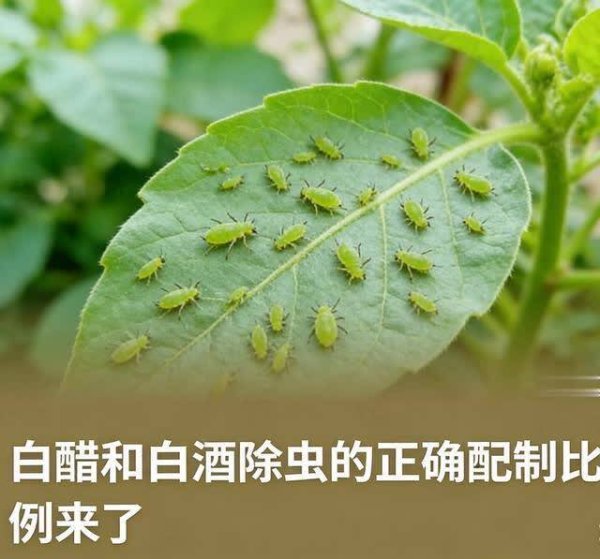 白醋+白酒是除虫王！比例配不对全白费，老花农藏配方，喷一次管一月
