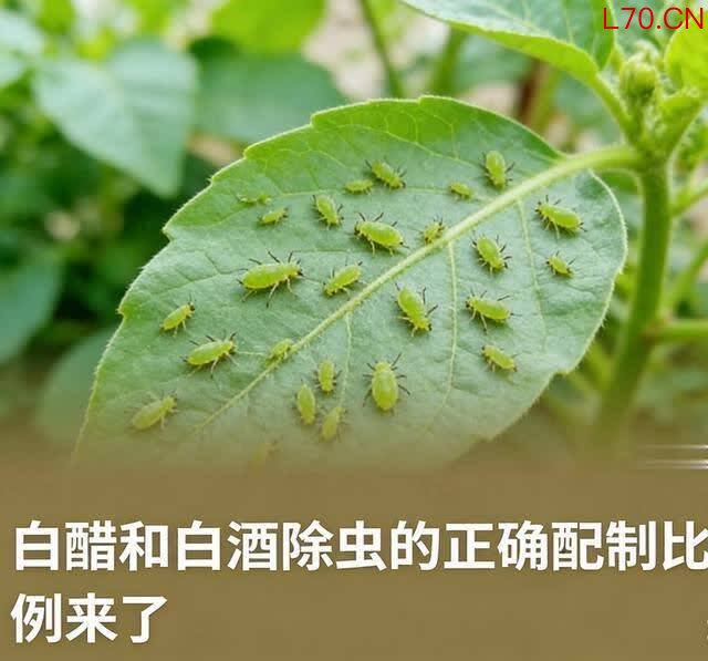 白醋+白酒是除虫王！比例配不对全白费 老花农藏配方 喷一次管一月